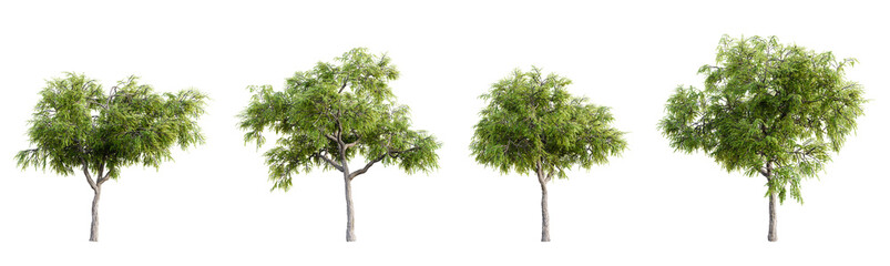 Honey Locust - mesquite tree isolated on transparent background. 3D render.