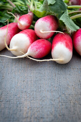 Fresh young radish lies in a heap with leaves and tops on a blank gray wooden background