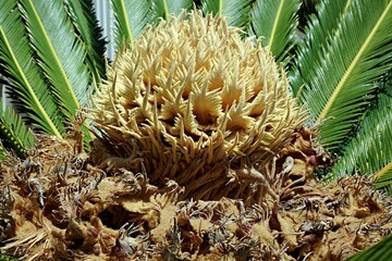 Large palm flower in the center