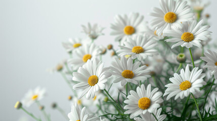 Obraz premium White daisies flower in white background.