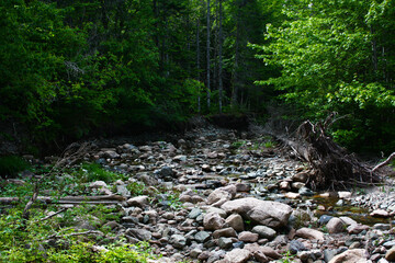 Rocky river with forest backdrop in woodland setting