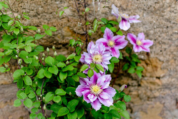 Beautiful pink clematis flower, clematis poseidon, ranunculaceae
