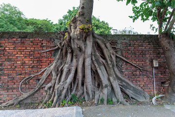 レンガに張り付いている木々