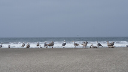 Group of seagulls gathered on the shore