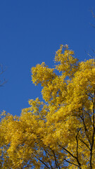 Fototapeta premium Vibrant yellow autumn tree under a clear blue sky