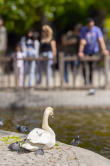 A beautiful swan resting by the pool at Kugulu Park in a sunny day in Ankara. Blurry people looking...