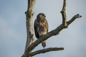 Full-bodied Common Buzzard (Buteo buteo) perched atop a gnarled tree branch
