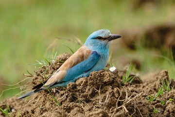 Beautiful European Roller (Coracias garrulus) perched on the ground