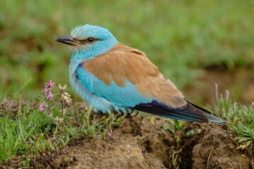 Beautiful European Roller (Coracias garrulus) perched on the ground