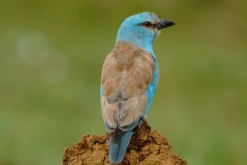 Beautiful European Roller (Coracias garrulus) perched on the ground