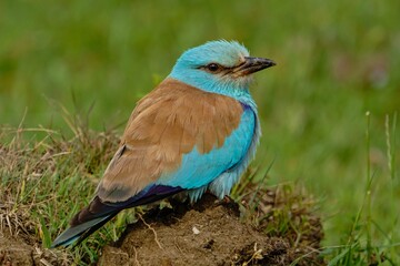 Beautiful European Roller (Coracias garrulus) perched on the ground