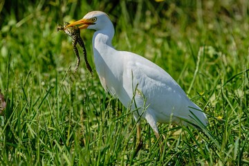 Egyptian heron stands on a vibrant green field with a small green frog in its mouth