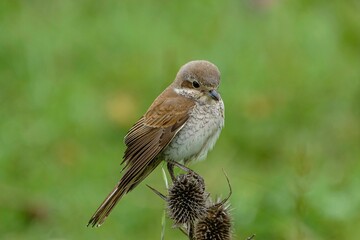 Selective focus shot of a female red-backed shrike bird perched on a dry thistle