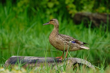 Selective focus shot of a brown mallard duck perched on a field