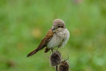 Selective focus shot of a female red-backed shrike bird perched on a dry thistle