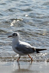 Seagull on the shoreline of a sandy beach, with the calm blue ocean stretching out in the background