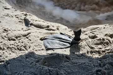 Close-up of a duck leg perched on a sandy beach