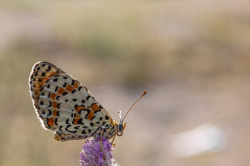 MELITAEA DIDYMA A colorful butterfly is resting on a vibrant purple flower in nature