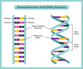 The Chemical Structure Of DNA