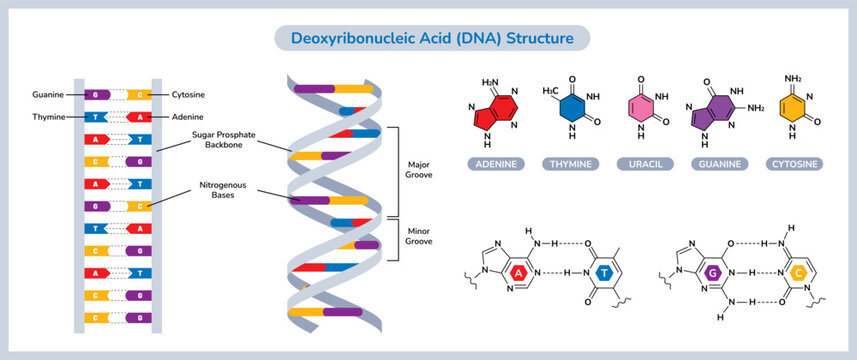 The Chemical Structure Of DNA