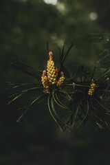 Closeup shot of a Scots pine branch in a dark forest setting. Pinus sylvestris.