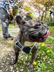 french bulldog  walking in a park