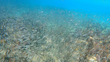 Fototapeta premium Stunning underwater view of a school of fish swimming in the pristine turquoise waters of an ocean