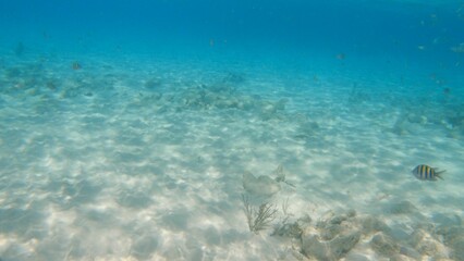 Vibrant Indo-Pacific sergeant fish swimming in a tranquil ocean