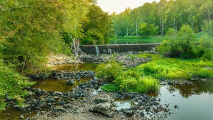 Scenic view of a creek in a green forest