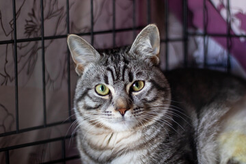 Felidae Carnivore cat with whiskers in a mesh cage looking at camera