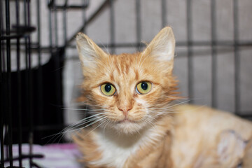 Closeup of a domestic shorthaired cat, with orange and white fur, in a cage