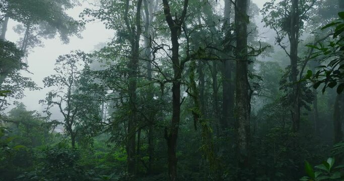 The foggy forest features a microstock plus logo in the distant background