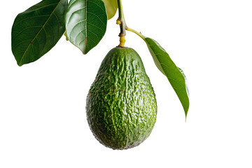 Portrait of fresh and hanging Avocado isolated on a transparent background