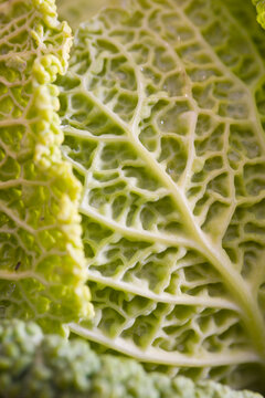 Extreme close up of a cabbage leaf
