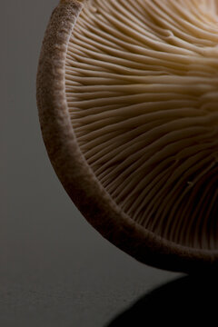 Extreme close up of an eryngi mushroom
