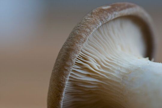 Extreme close up of an eryngi mushroom
