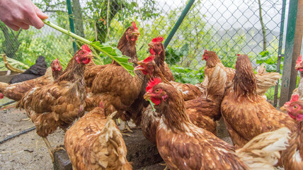 Group of chickens gathered closely in a pen