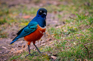 Superb starling in a grassy meadow. Lamprotornis superbus