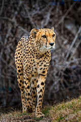 Cheetah walking in a field with dense tree branches in the background