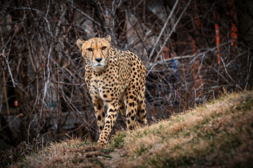 Cheetah walking in a field with dense tree branches in the background