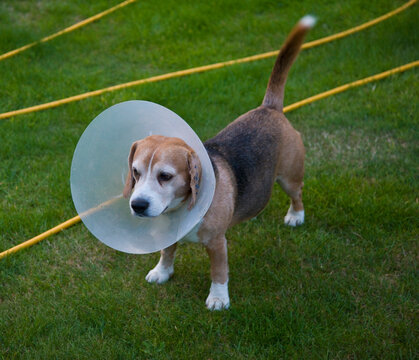 Beagle Dog Wearing Buster Collar
