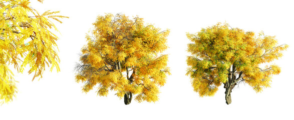 Honey Locust - mesquite tree isolated on transparent background and selective focus close-up. 3D render.
