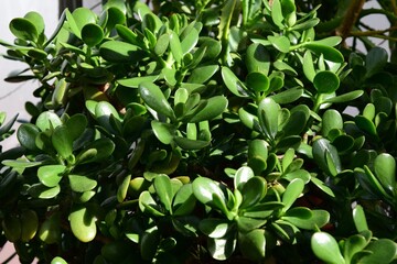 Close-up of Jade plant (Crassula ovata) in sunlight