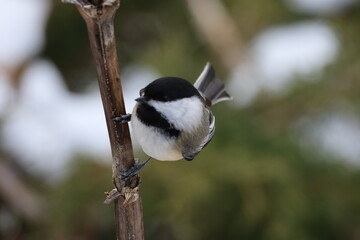 Image of a Black-capped Chickadee perched on a reed in Woodbine Park in Toronto, Ontario.