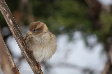 Image of a young House Sparrow in winter perched on a branch at High Park in Toronto, Ontario.