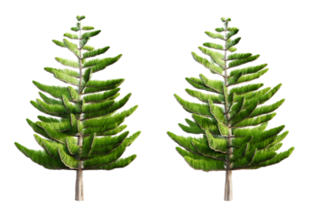 Norfolk island pine tree isolated on transparent background. 3D render.