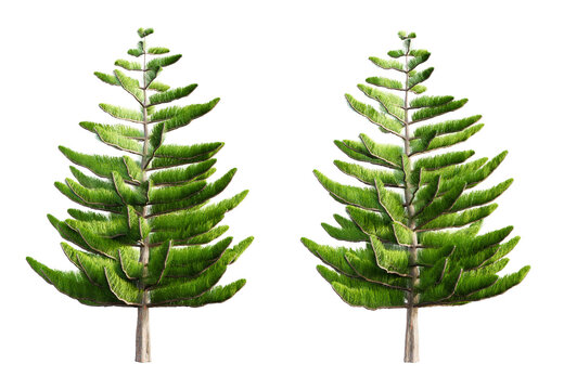 Norfolk island pine tree isolated on transparent background. 3D render.