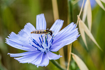 False Bee Insect Of Syrphidae Latreille Perched On A Purple Flower Photo
