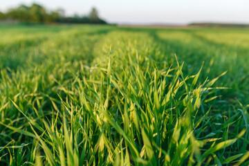 Shoots of green young wheat