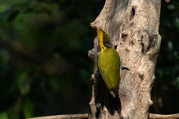 Greater Yellownape feeds naturally in the tropical regions of Thailand.